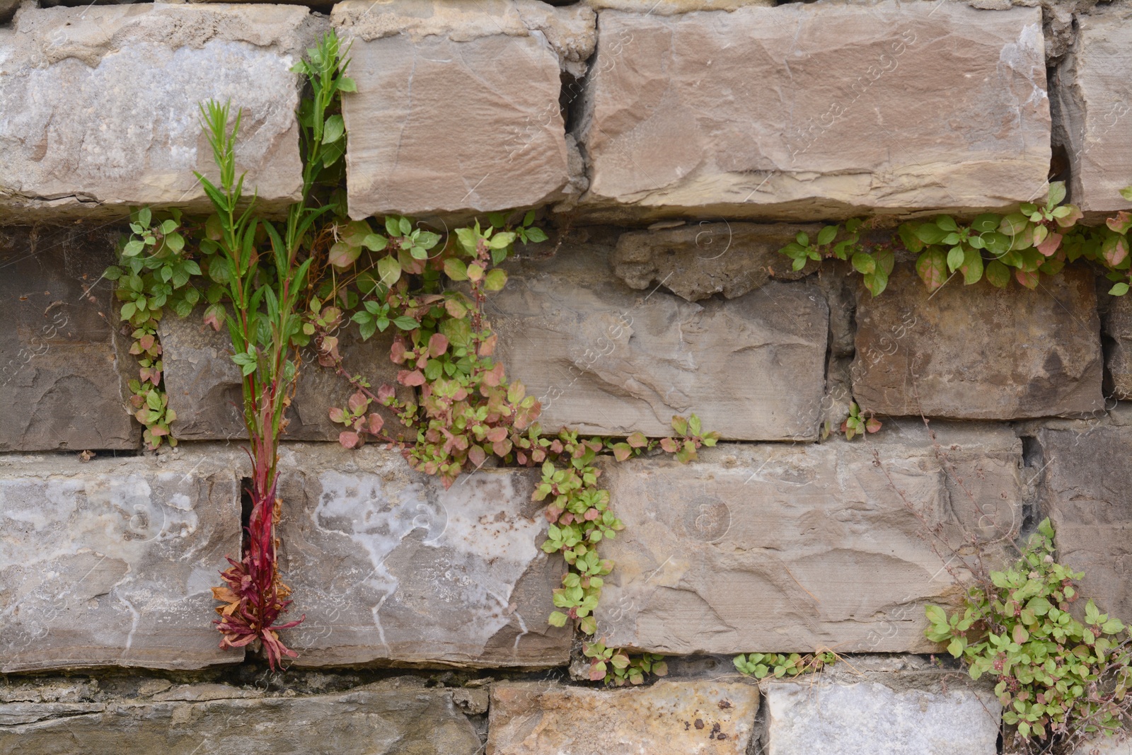 Photo of Plants growing through cracks in stones, closeup