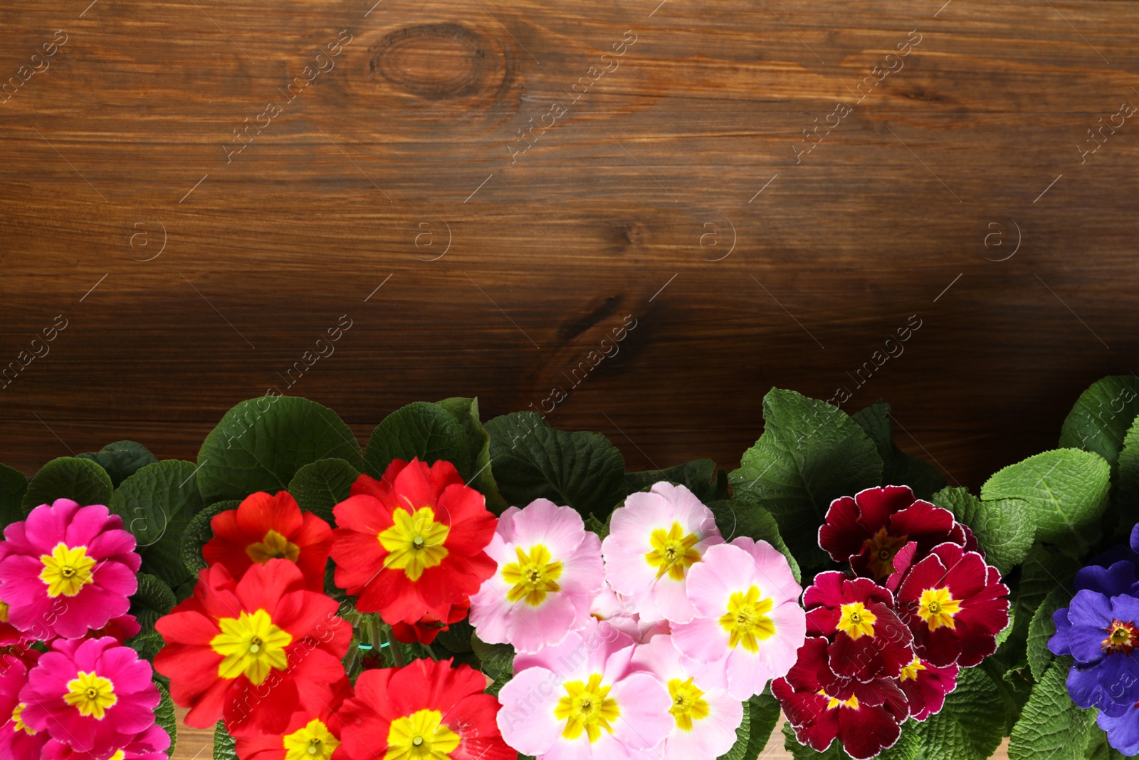 Photo of Beautiful primula (primrose) flowers on wooden background, flat lay with space for text. Spring blossom