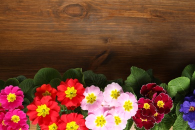 Photo of Beautiful primula (primrose) flowers on wooden background, flat lay with space for text. Spring blossom