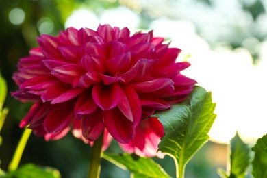 Beautiful blooming pink dahlia flower outdoors on sunny day, closeup