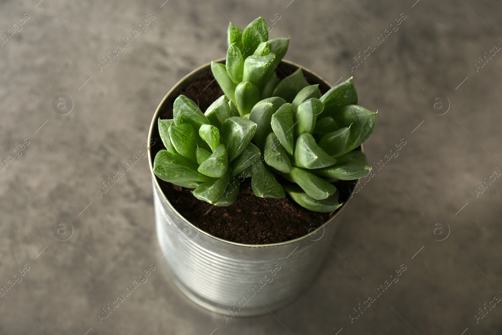 Photo of Echeveria plant in tin can on grey stone table, closeup