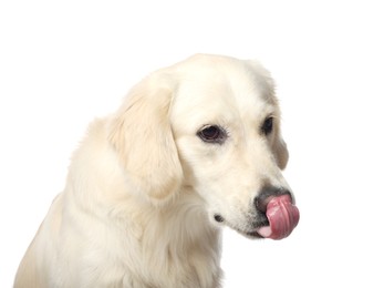 Photo of Cute Labrador Retriever showing tongue on white background