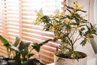 Photo of Beautiful potted mimosa plant in room, closeup. Space for text