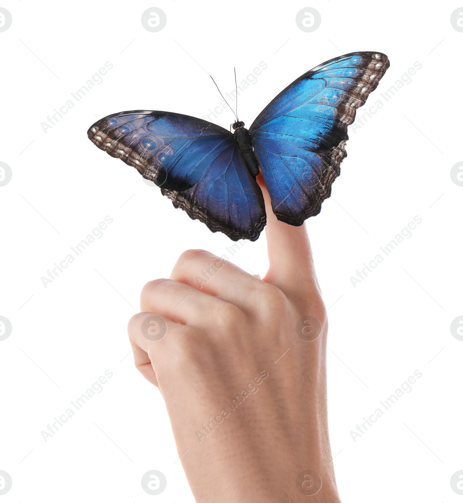 Photo of Woman holding beautiful common morpho butterfly on white background, closeup