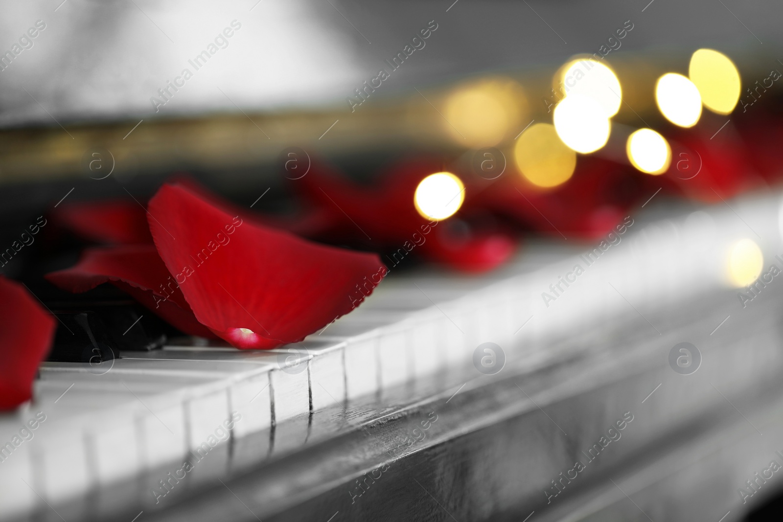 Photo of Many red rose petals on piano keys against blurred festive lights, closeup. Space for text