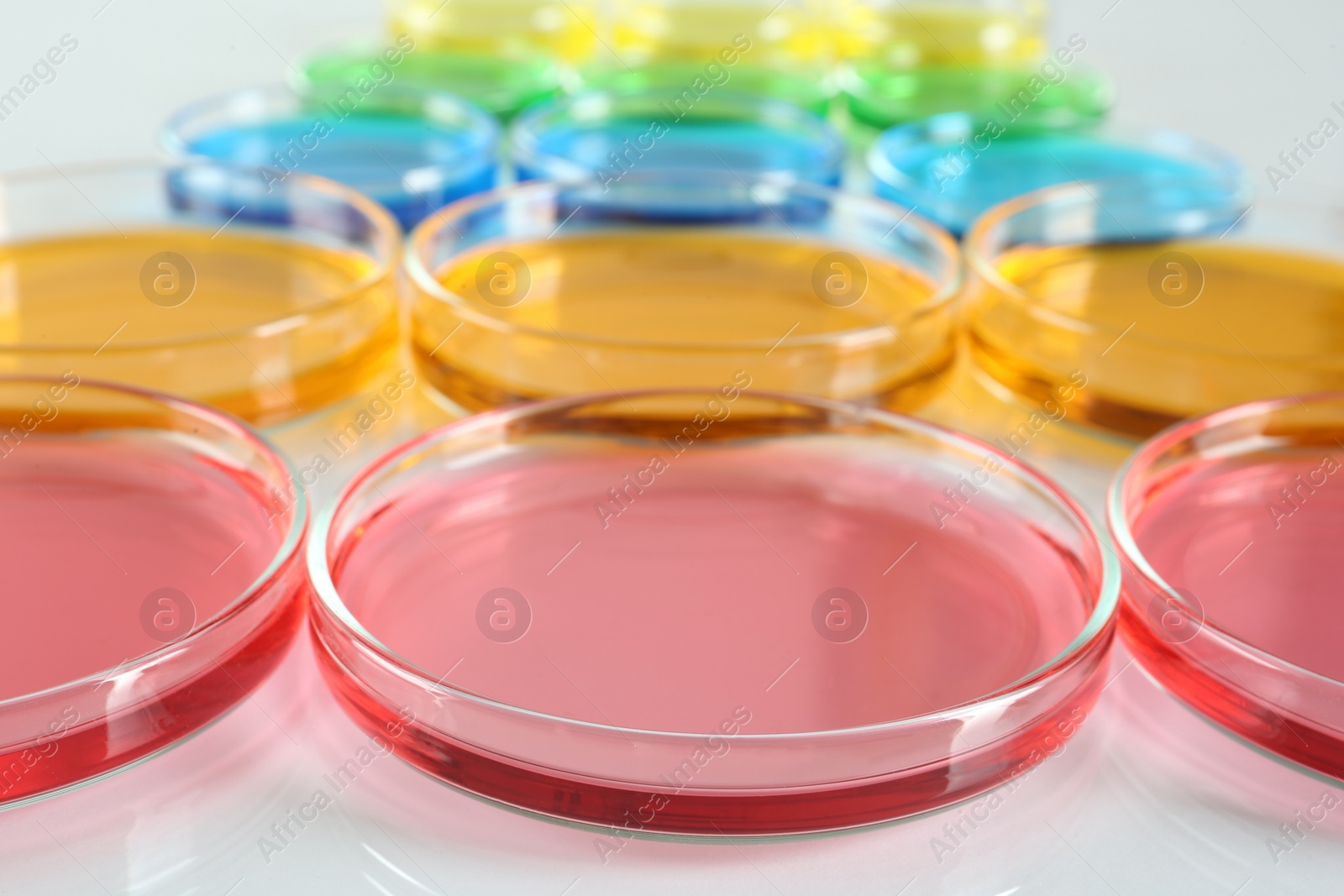 Photo of Petri dishes with colorful liquids on white table, closeup