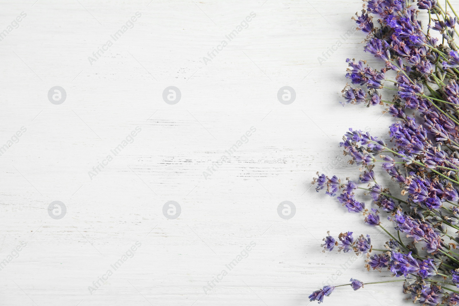 Photo of Beautiful blooming lavender flowers on light background, top view