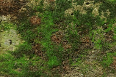 Photo of Textured wall with green moss as background, closeup