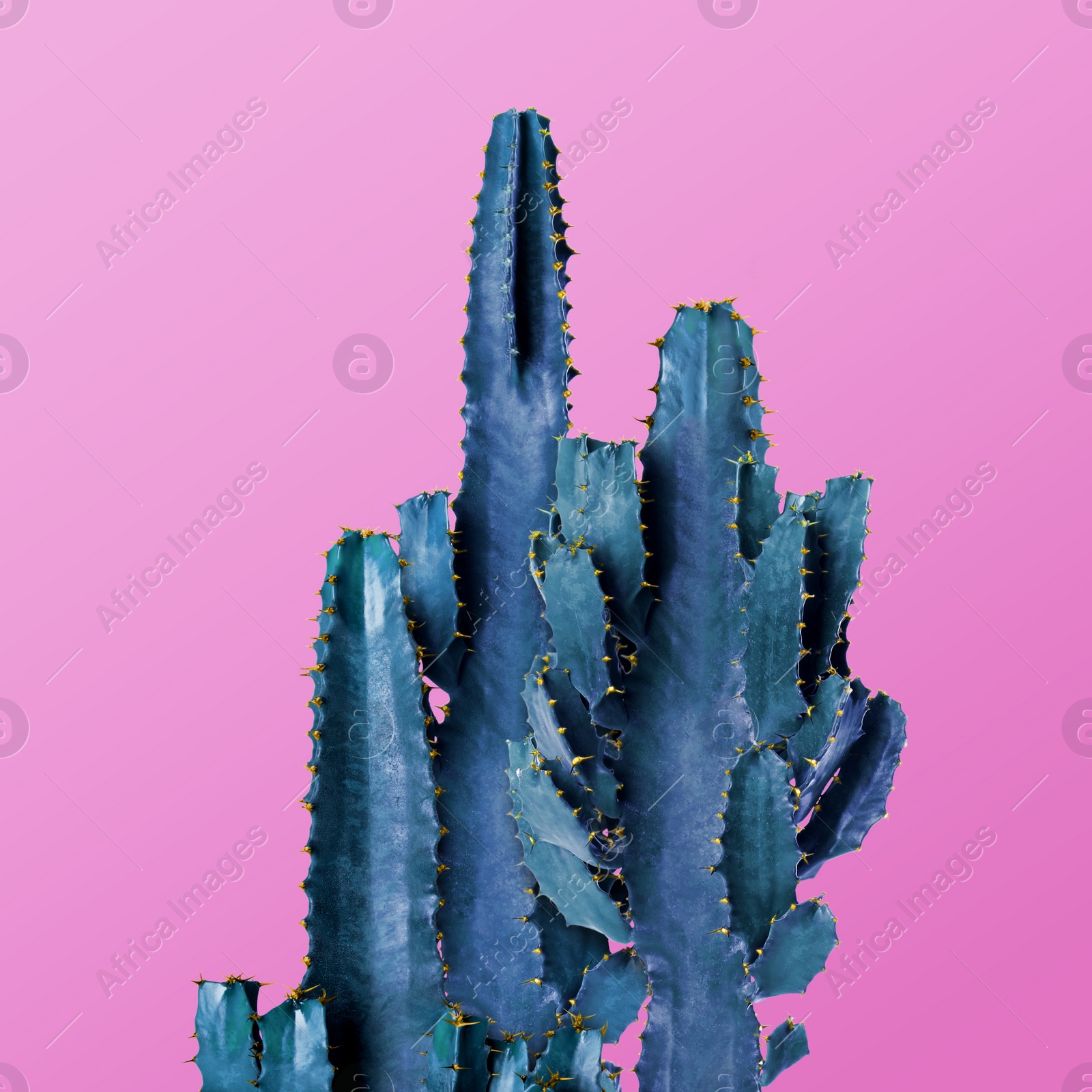 Image of Beautiful cactuses on pink background. Creative design