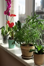 Photo of Beautiful houseplants in pots on windowsill indoors