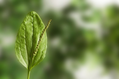 Photo of Green broadleaf plantain leaf outdoors, space for text. Medicinal herb