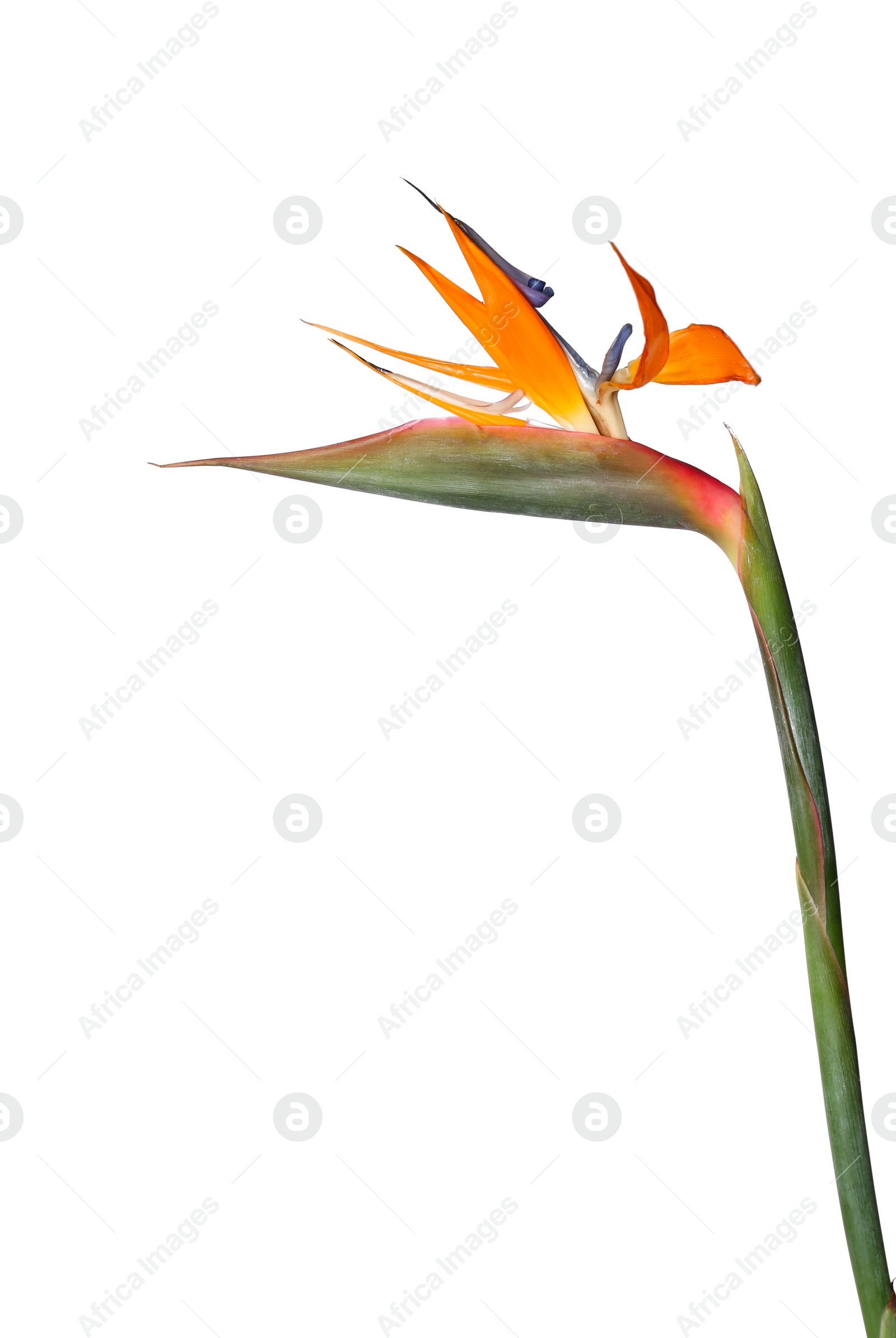 Photo of Beautiful bird of paradise flower on white background. Tropical plant