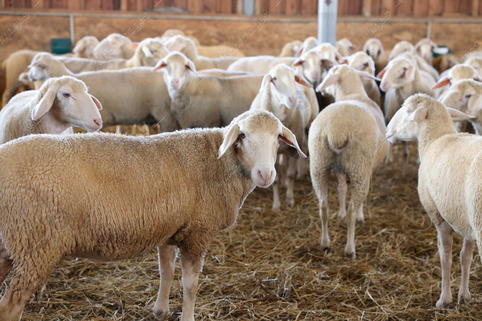 Photo of Many sheep in barn on farm. Cute animals