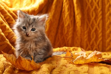 Cute kitten and autumn leaves on orange knitted blanket