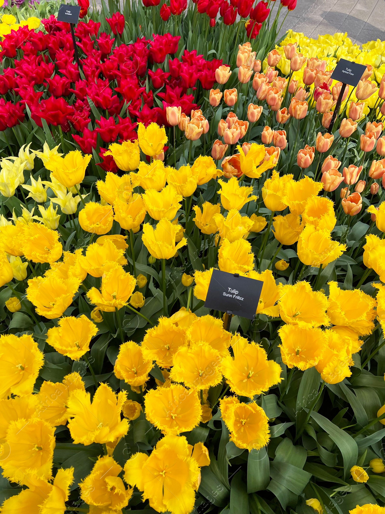 Photo of Beautiful colorful tulip flowers growing outdoors, above view