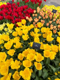 Beautiful colorful tulip flowers growing outdoors, above view