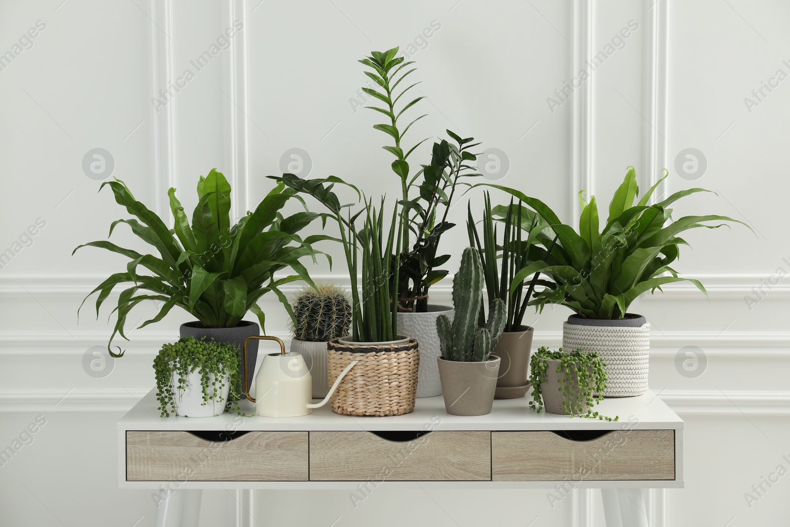 Photo of Many green potted houseplants on table near white wall