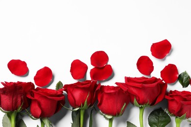 Photo of Beautiful red roses and petals on white background, top view. Space for text