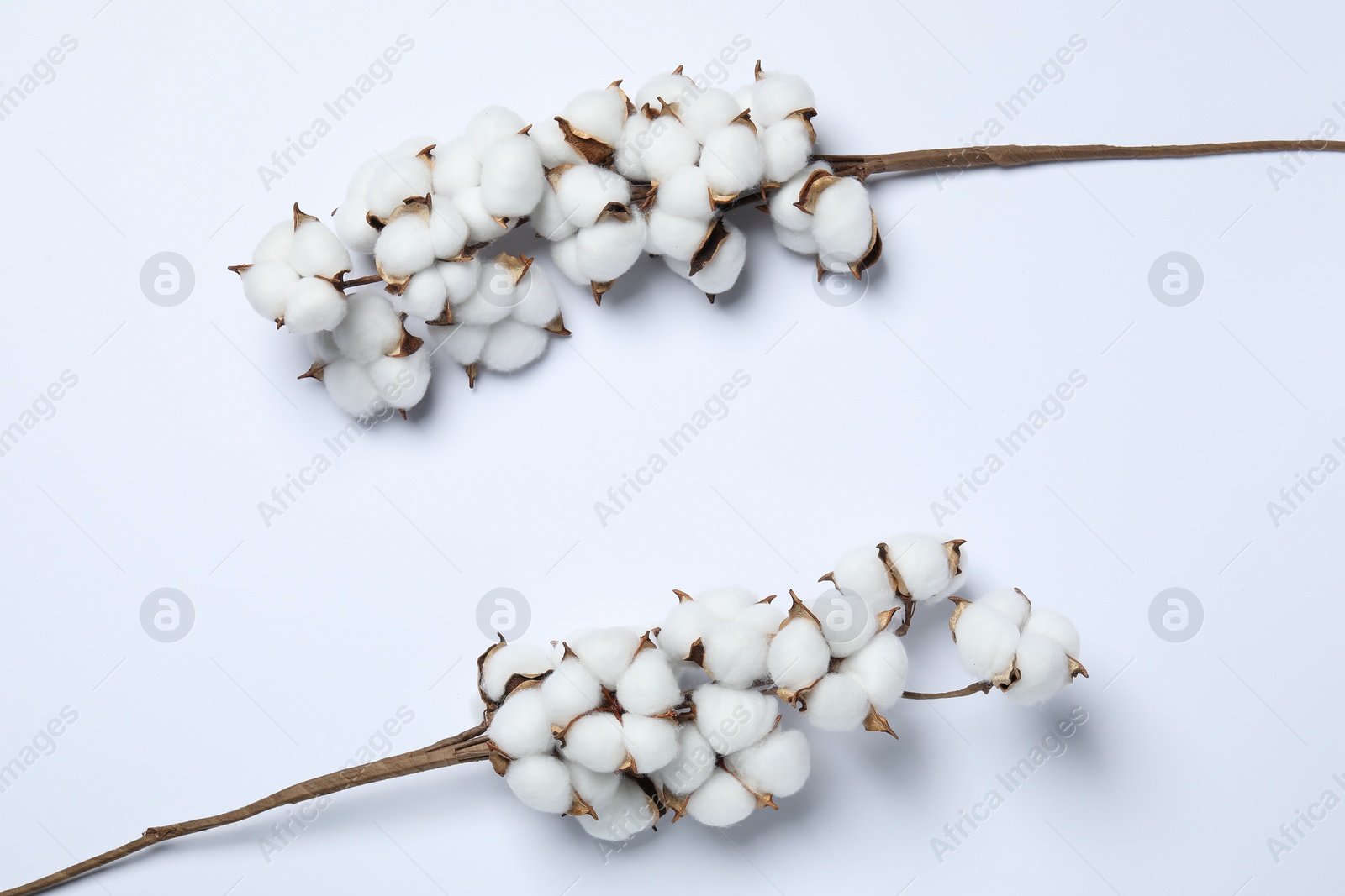 Photo of Branches with cotton flowers on white background, top view