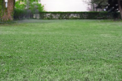 Photo of Beautiful lawn with green grass outdoors, closeup view
