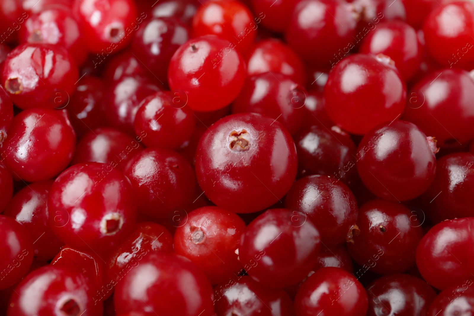 Photo of Fresh ripe cranberries as background, closeup view