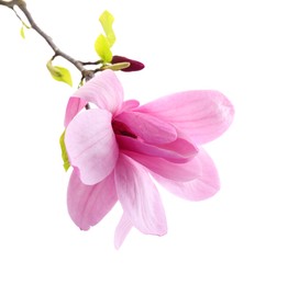 Photo of Beautiful pink magnolia flower isolated on white