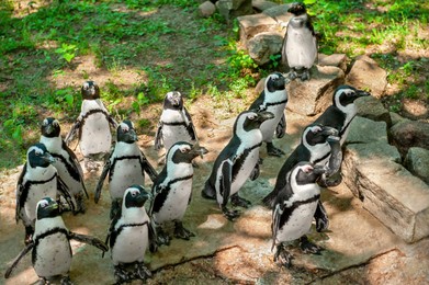 Photo of Group of penguins on rocks in zoo