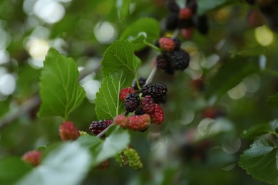 Photo of Closeup view of mulberry tree with ripening berries outdoors