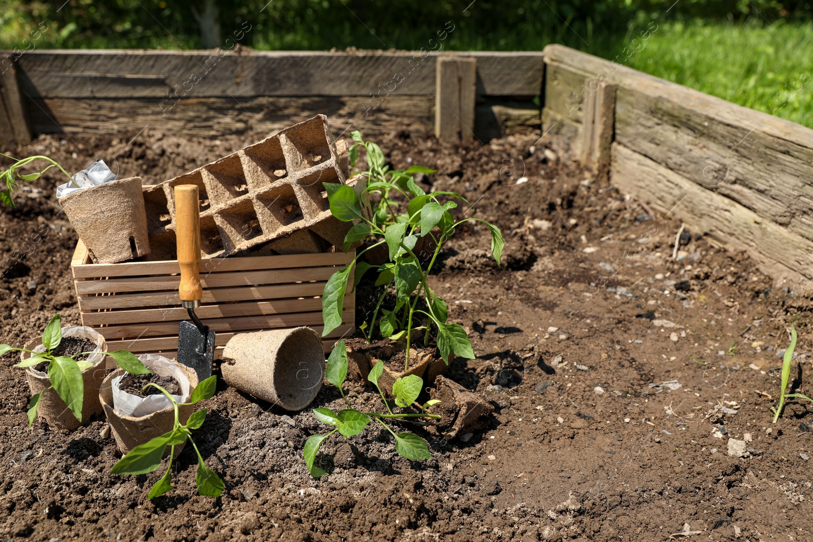 Photo of Many seedlings and different gardening tools on ground outdoors. Space for text