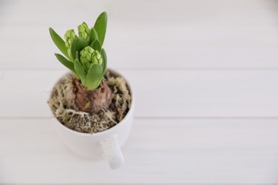 Photo of Potted hyacinth flower on white wooden table. Space for text