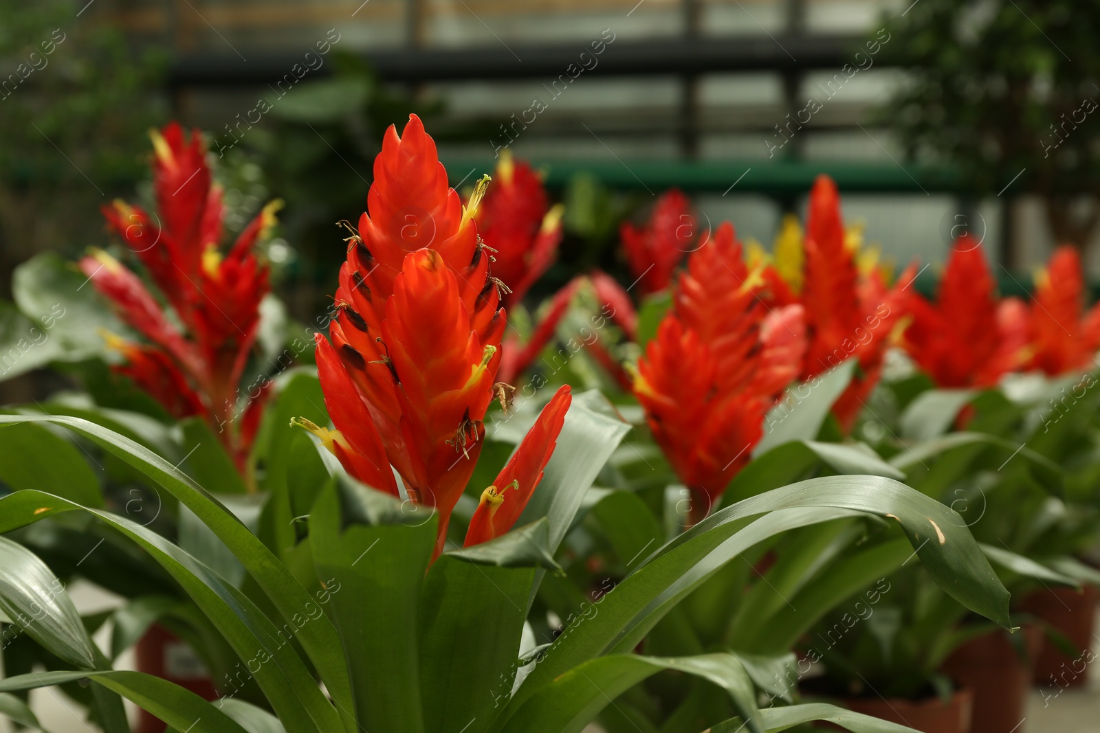 Photo of Beautiful vriesea carinata flower growing in greenhouse, space for text