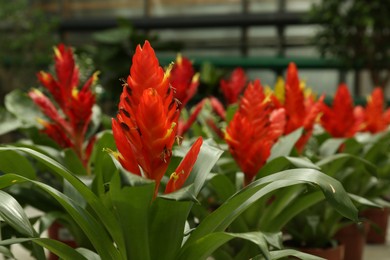 Beautiful vriesea carinata flower growing in greenhouse, space for text