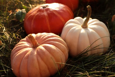 Many ripe pumpkins among green grass outdoors, closeup