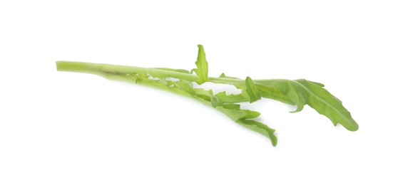 Photo of Leaves of fresh arugula isolated on white