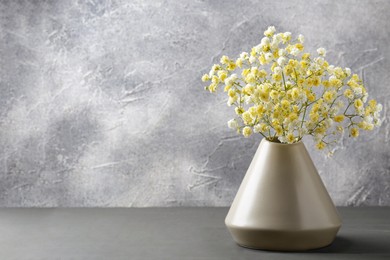 Beautiful dyed gypsophila flowers in stylish vase on grey table. Space for text