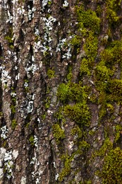 Beautiful tree bark with green moss as background, closeup