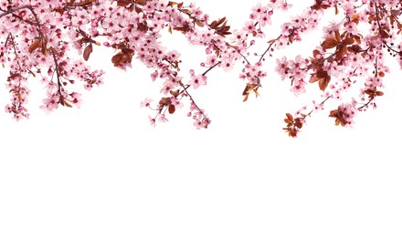 Beautiful sakura tree branches with delicate pink flowers on white background