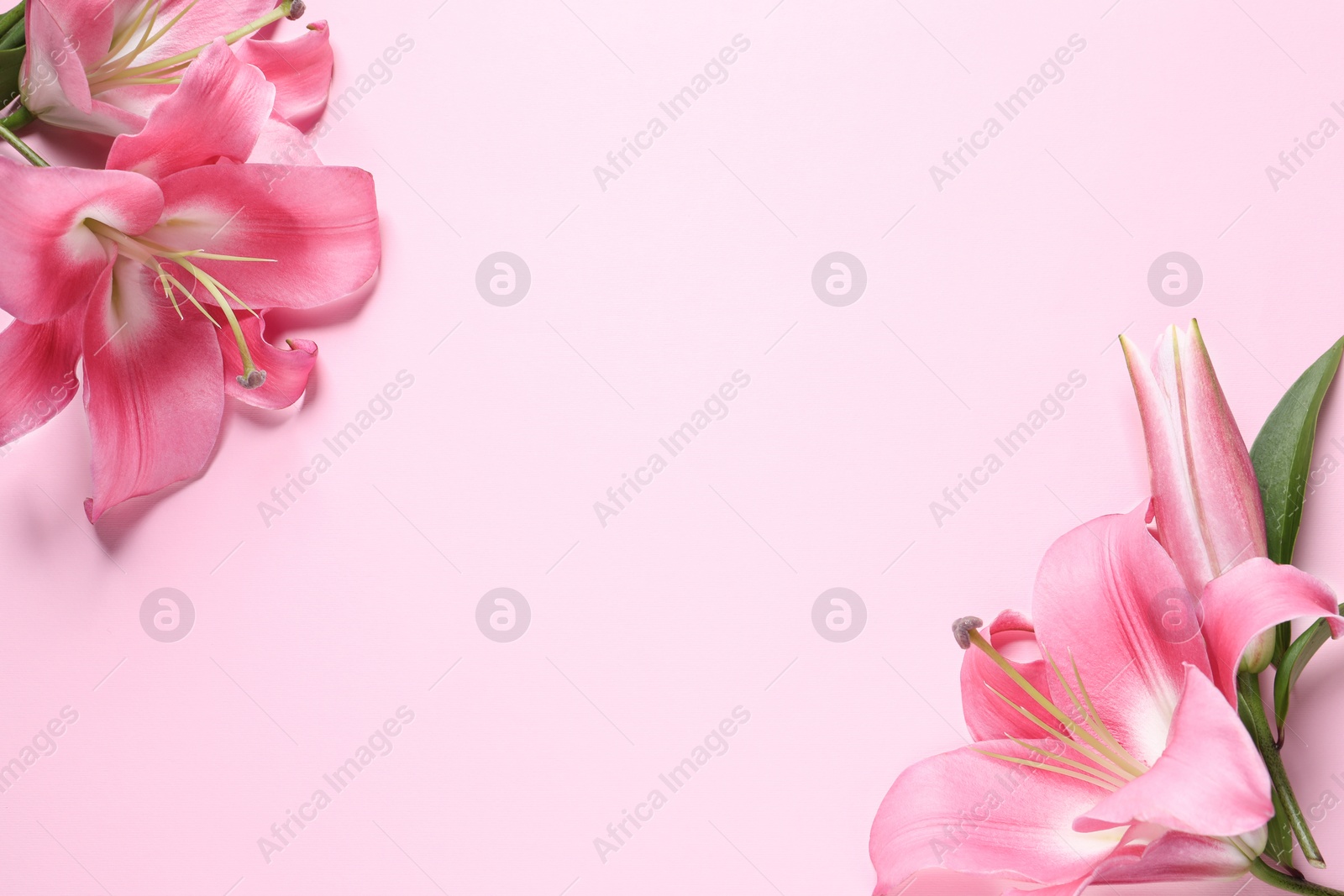 Photo of Beautiful pink lily flowers on color background, flat lay. Space for text