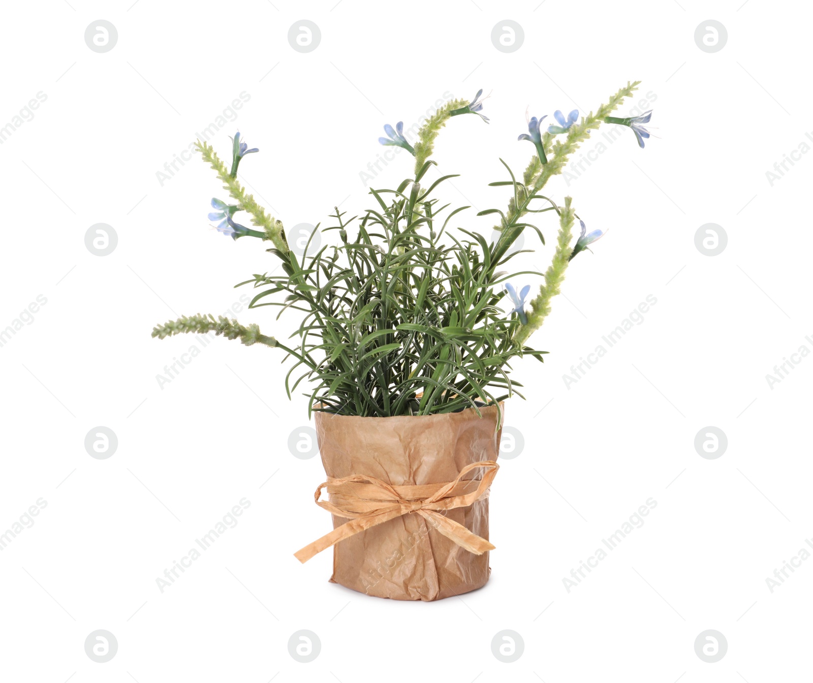 Photo of Artificial potted blue lavender flowers on white background. Home decor