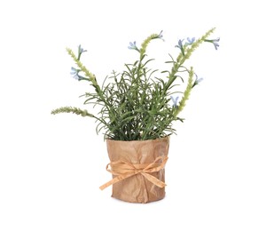 Artificial potted blue lavender flowers on white background. Home decor