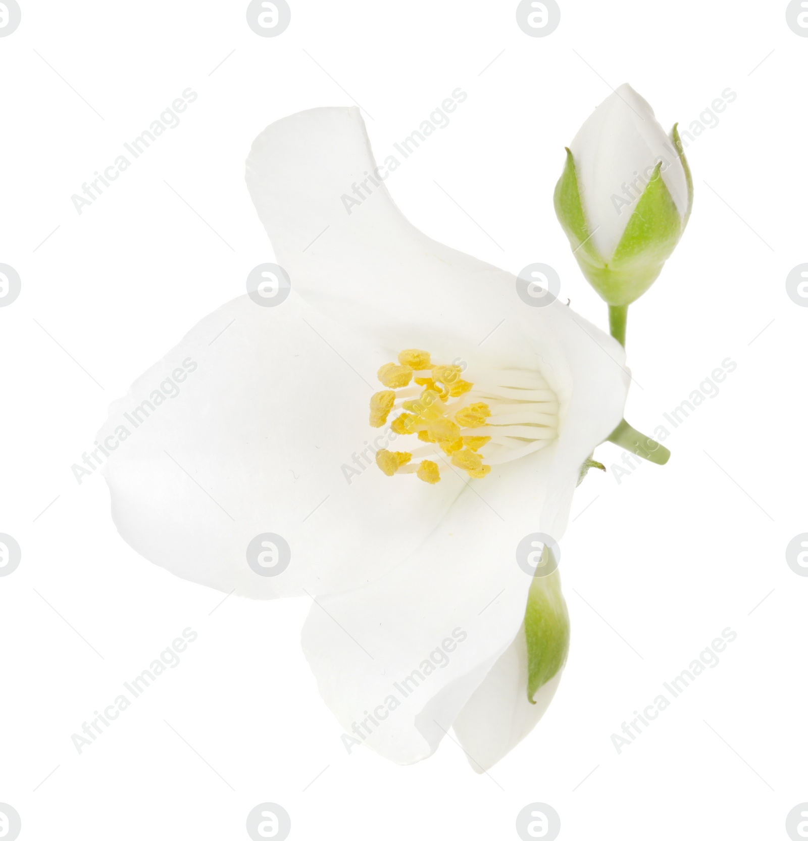 Photo of Beautiful jasmine flower and buds isolated on white