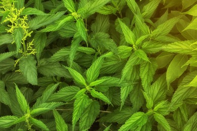 Beautiful green stinging nettle plants growing outdoors