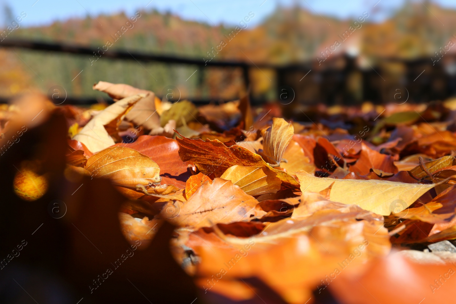 Photo of Ground covered with fallen leaves on sunny autumn day