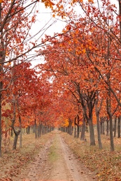 Photo of Beautiful view of park with trees and road on autumn day