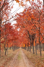 Beautiful view of park with trees and road on autumn day