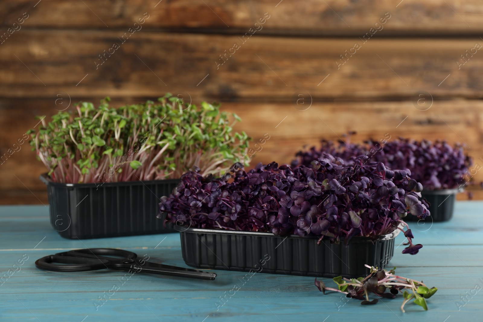 Photo of Fresh radish microgreens in plastic containers and scissors on turquoise wooden table