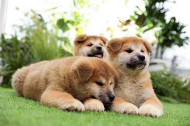 Photo of Cute Akita Inu puppies on green grass outdoors. Baby animals