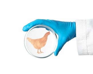 Image of Scientist holding Petri dish with hen silhouette made of chicken fillet on white background, closeup. Cultured meat