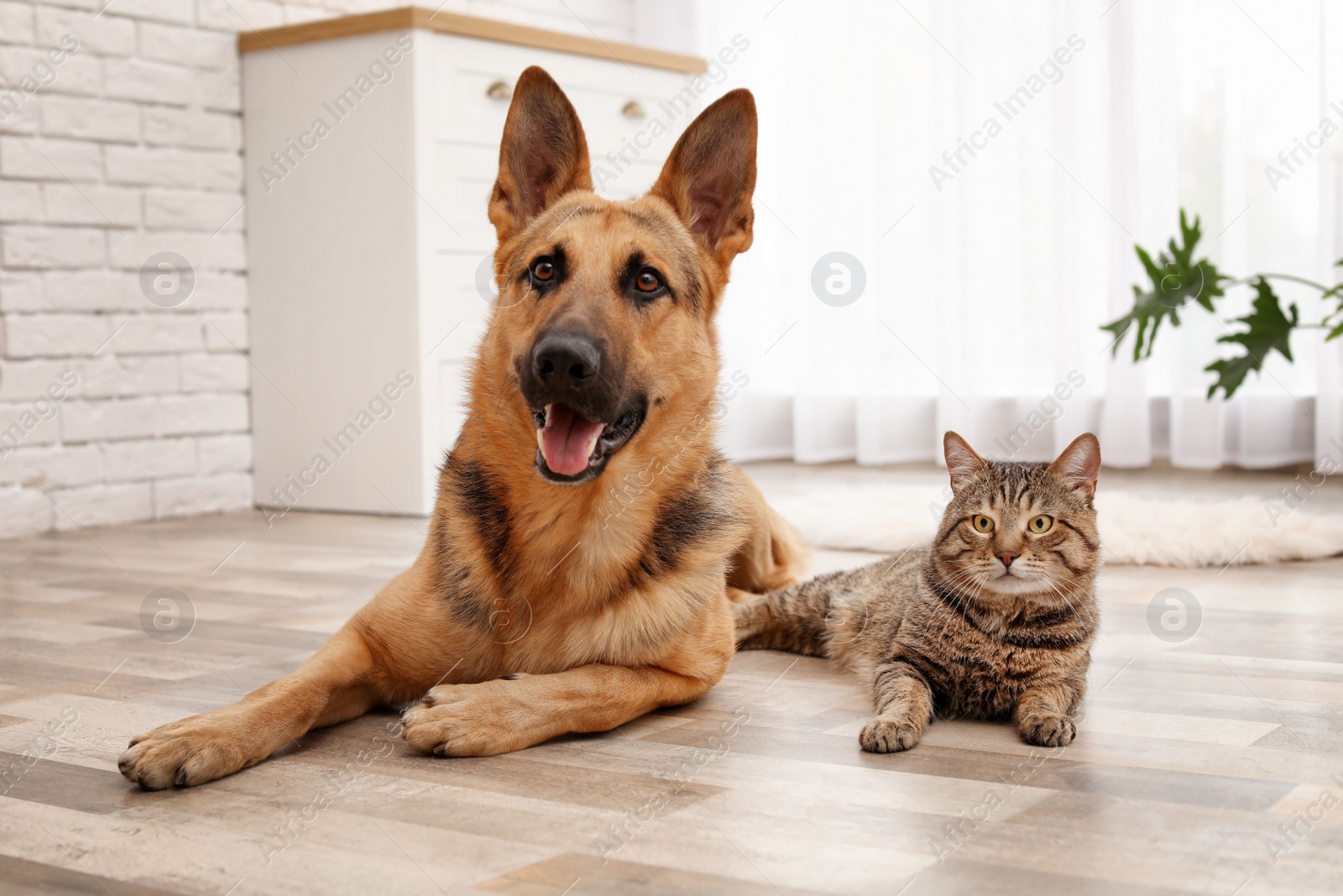 Photo of Adorable cat and dog resting together at home. Animal friendship