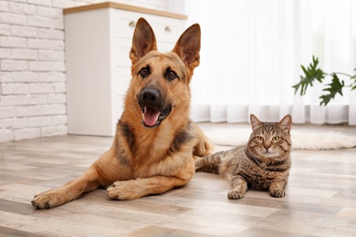 Adorable cat and dog resting together at home. Animal friendship